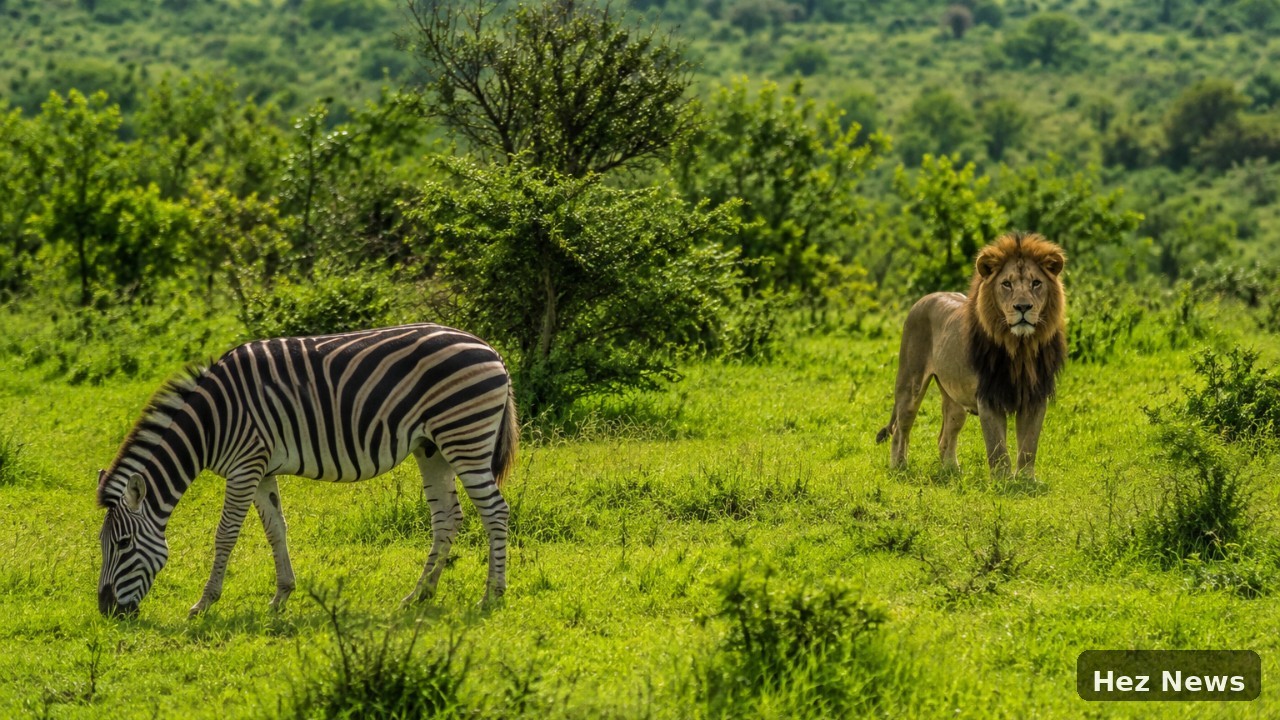 Understanding Perspectives: The Zebra and the Grass